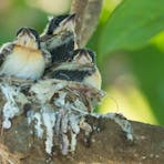 FLYCATCHER CHICKS