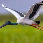 Female Jabiru (Black-necked Stork), Ephippiorhynchus asiaticus, at Fogg Dam, Northern Territory