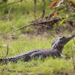 Crocodile