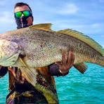 jewfish