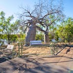 Gregory's Tree