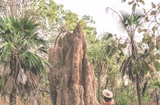 Magnetic Termite Mound