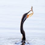 Birdwatching waterbirds in Darwin, Australia