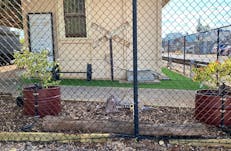 new fence and landscaping 2022