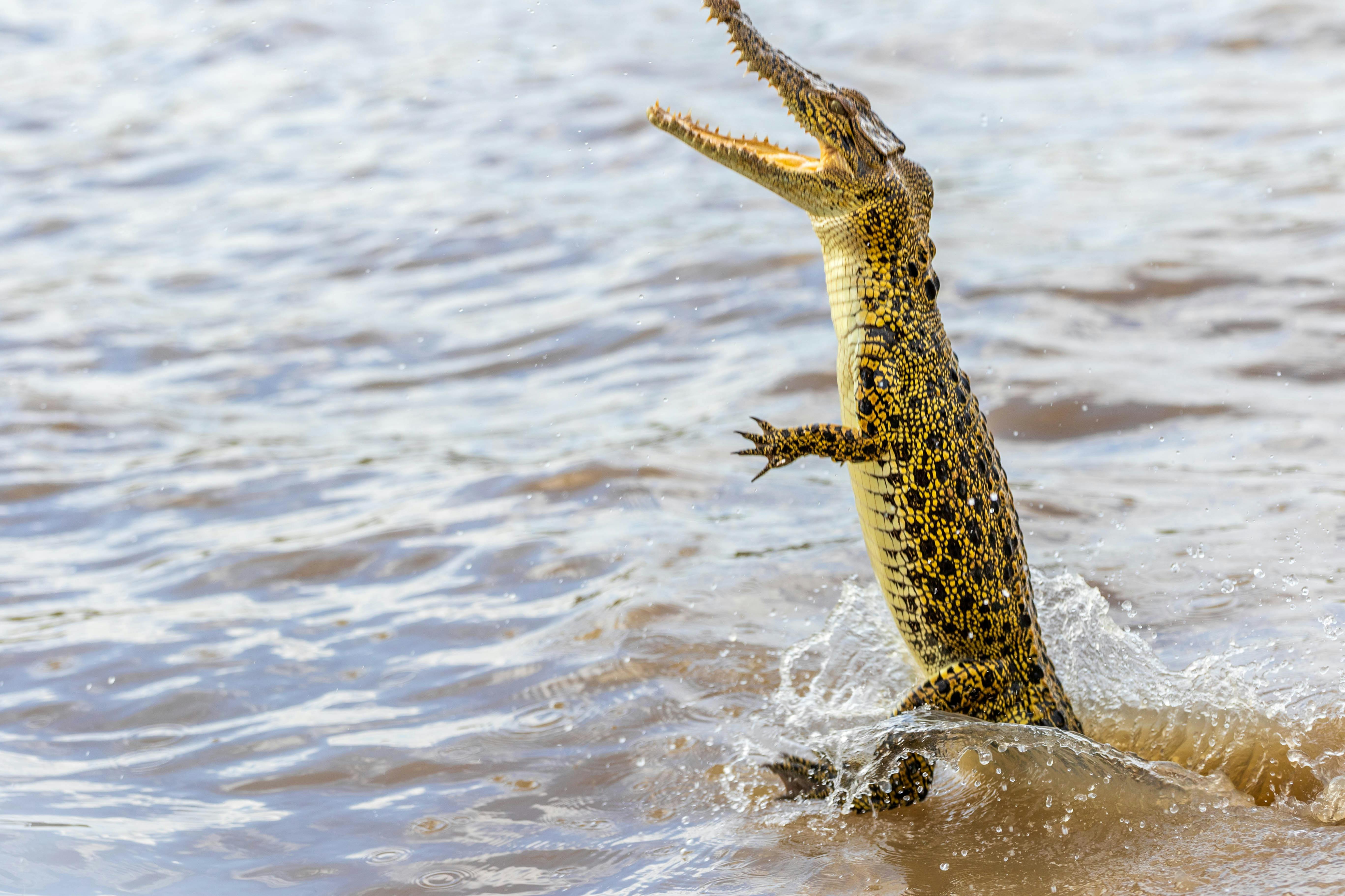 Jumping Crocodile -Juvenile