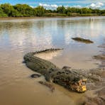Crocodiles