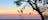 Arnhem Land Birds