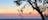 Kookaburra Sunset