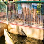 croc feeding 3