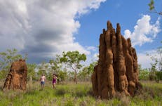Magnetic Termite Mounds