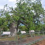 Gregory’s tree from the side.