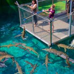 Fishing for Crocs