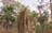 Litchfield National Park & the Spectacular Jumping Crocodile Cruise- Full Day Adventure (Tour 2A)