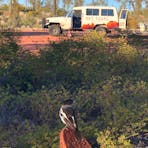 A butcherbird looks towards the Art Tours of Australia 4wd