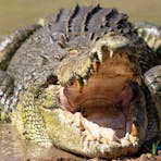 Rescue Crocodile Encounters