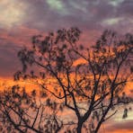 Uluru Sunrise Tree