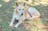 Dingo Walk | Crocodylus Park
