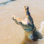 Large male crocodile is half out out of the water with his mouth open, a smaller female is behind