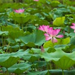 Sacred Lotus