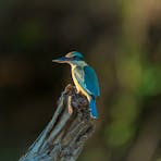 Sacred kingfisher, Kakadu National Park