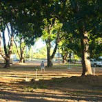Shaded & Powered Camping Sites