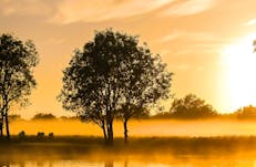 Yellow Water Billabong