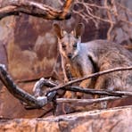 Rock Wallaby