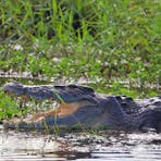 Crocodile