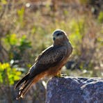 Whistling Kite