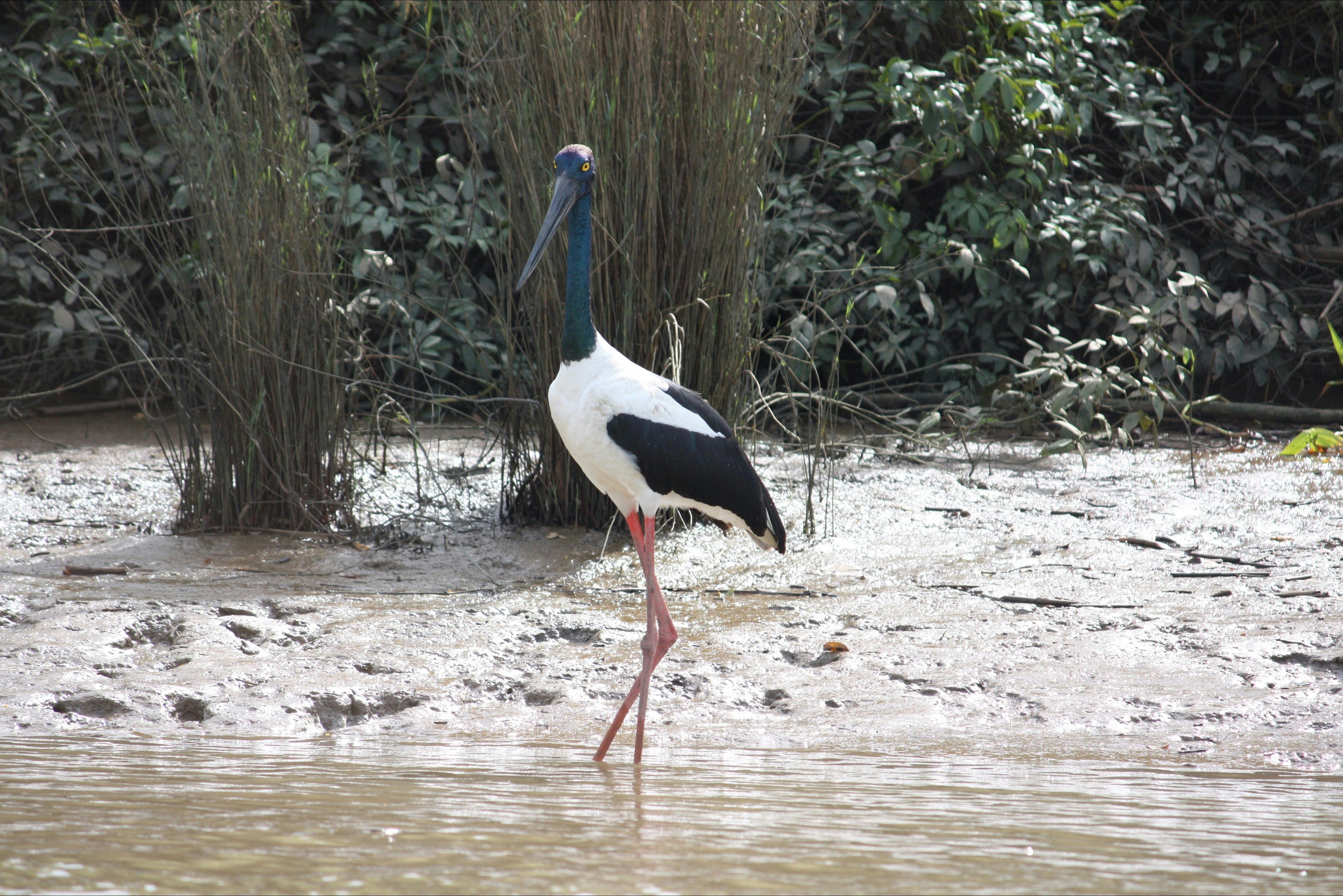 Adelaide River Tours