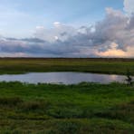 Fogg Dam