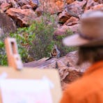 A person wearing a hat stands at a painting easel looking at a wallaby