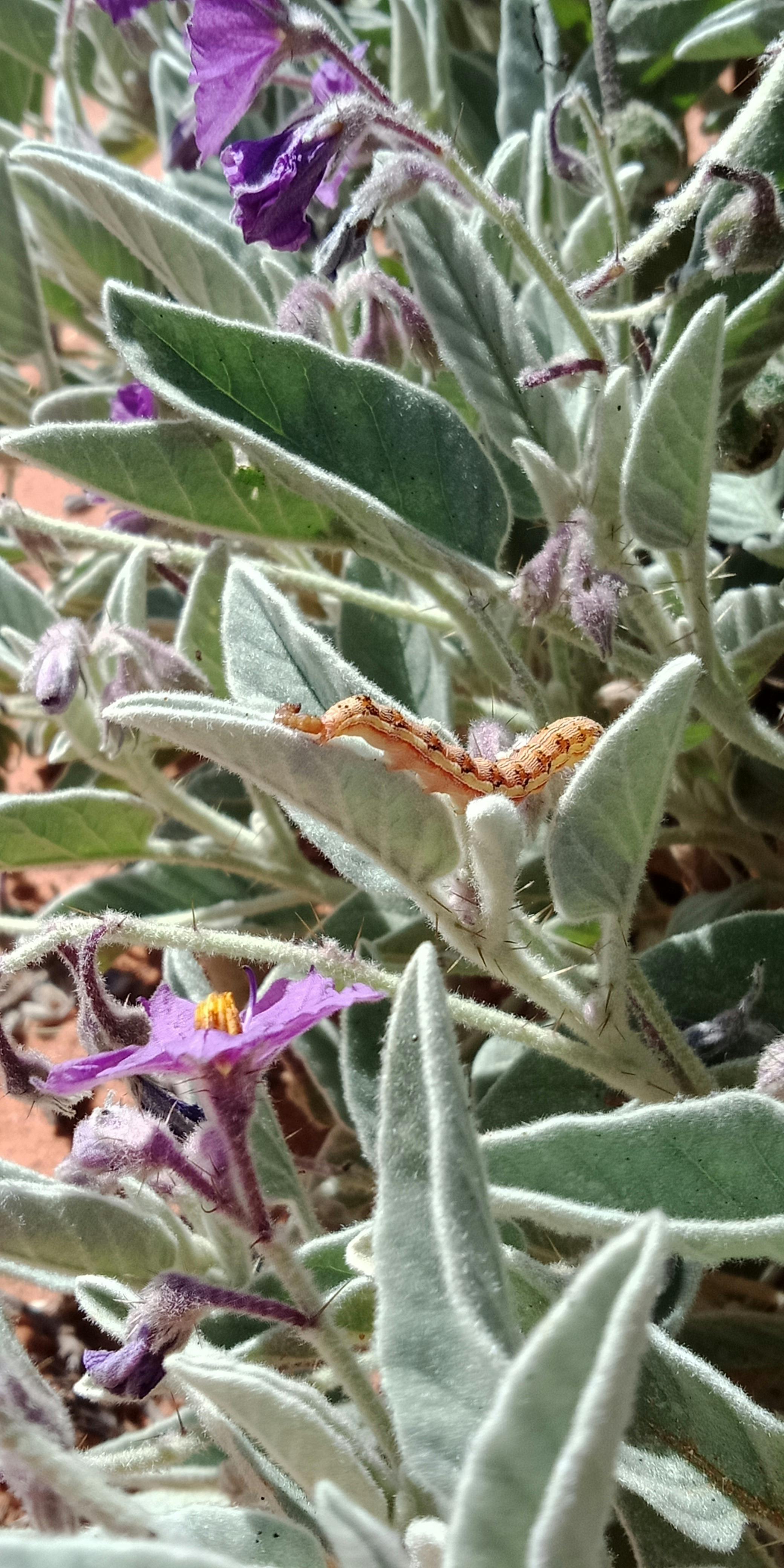 Tracks & Trails - East MacDonnell Ranges