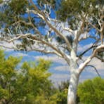 East MacDonnell Short Walks & Ross River Homestead