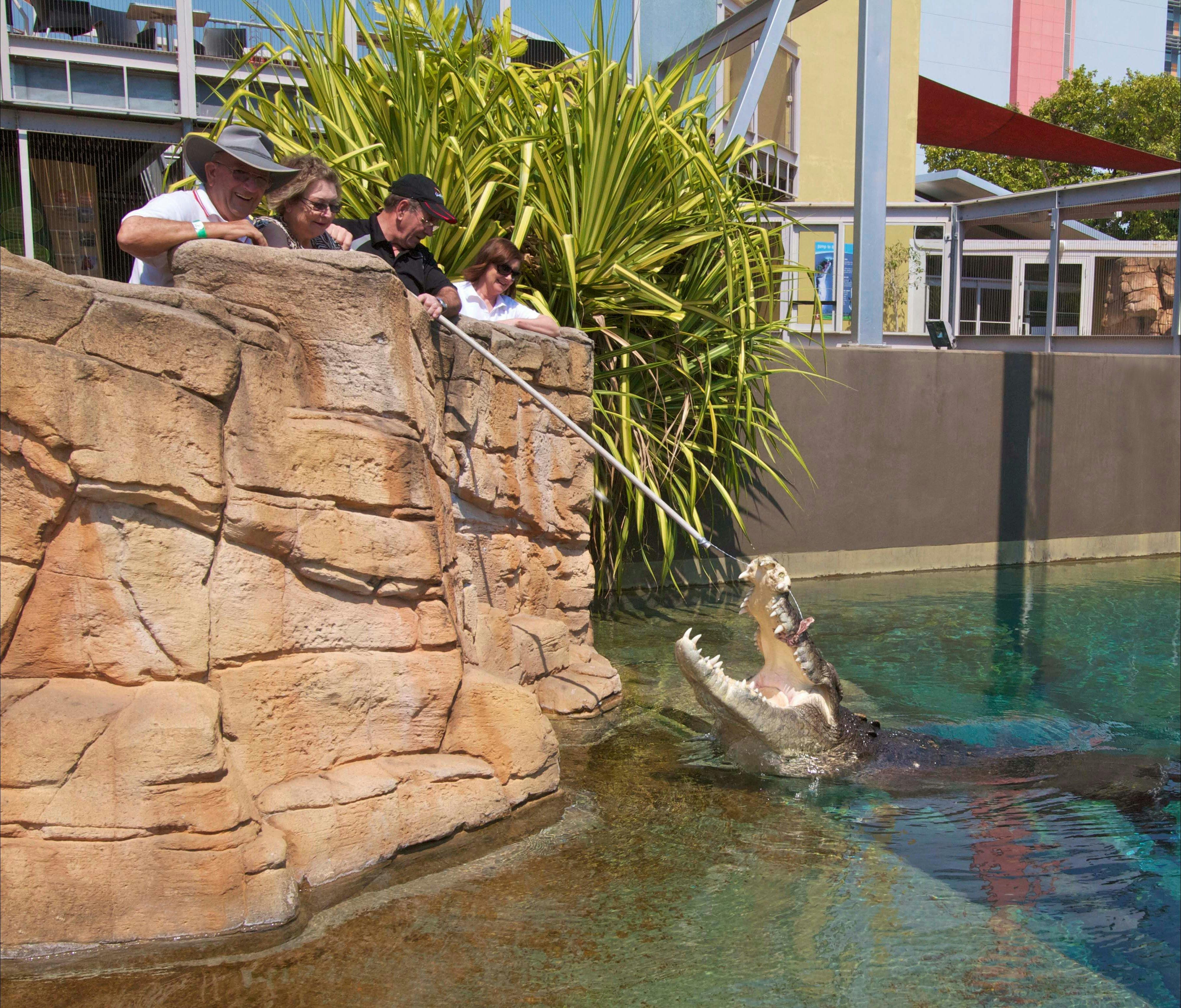 During the VIP tour you get to feed a 5m Crocodile and see how much bite force they really have