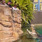 During the VIP tour you get to feed a 5m Crocodile and see how much bite force they really have
