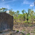 Termite Mounds