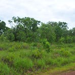 Assumed cemetery location in bushland.
