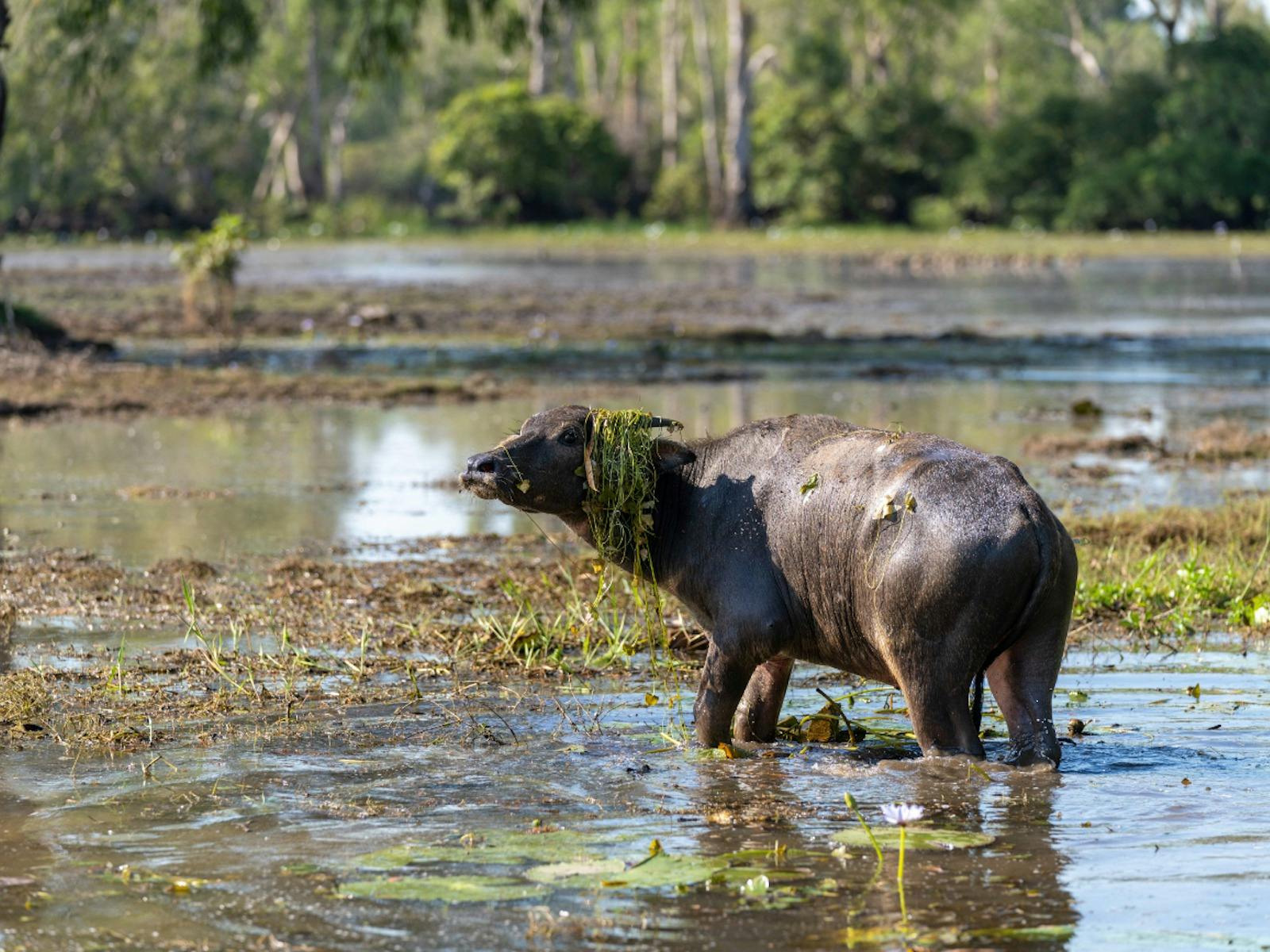 Wildlands Wetlands Safari Cruise