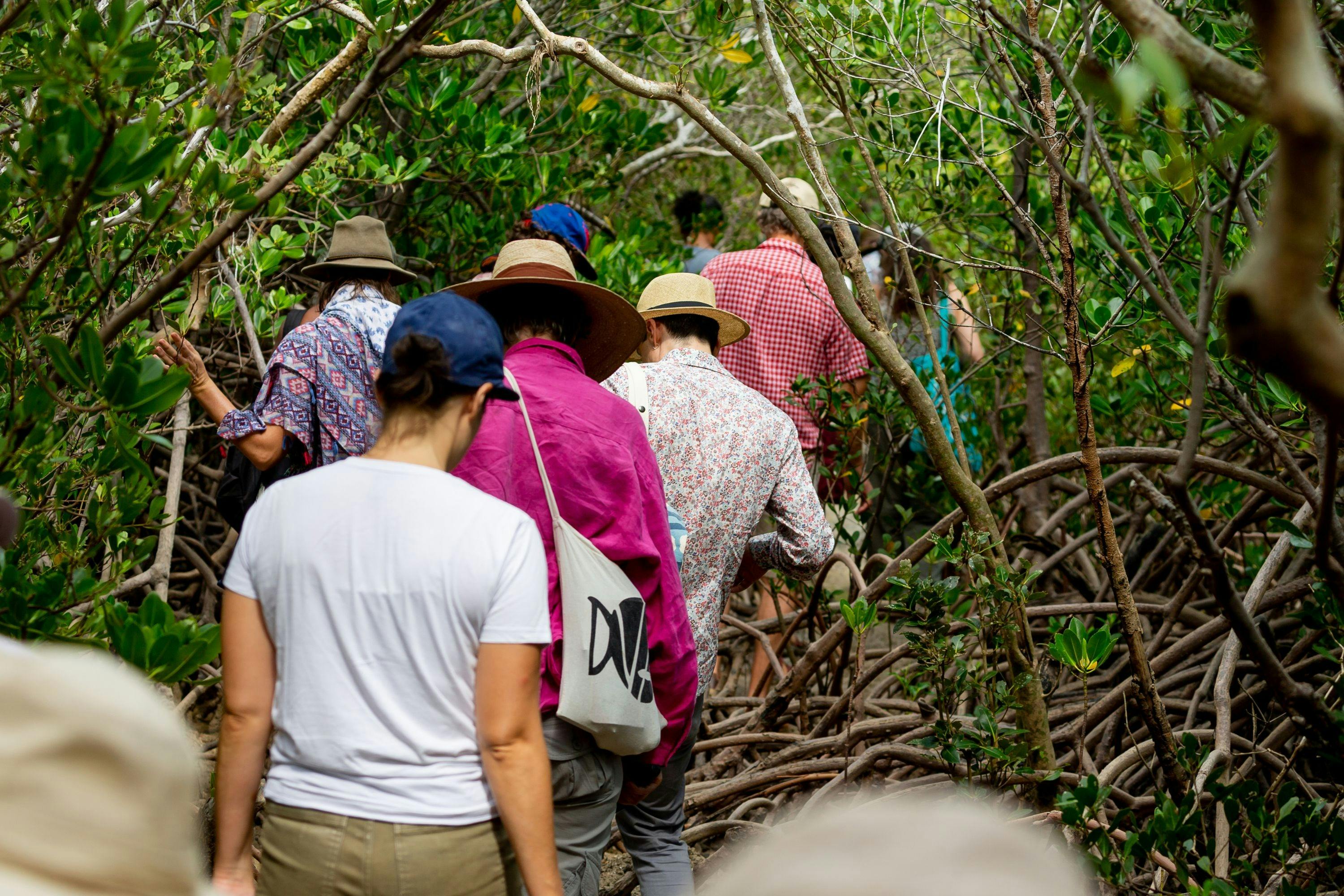 Mangrove Story Walk | NT Writers' Festival 2024
