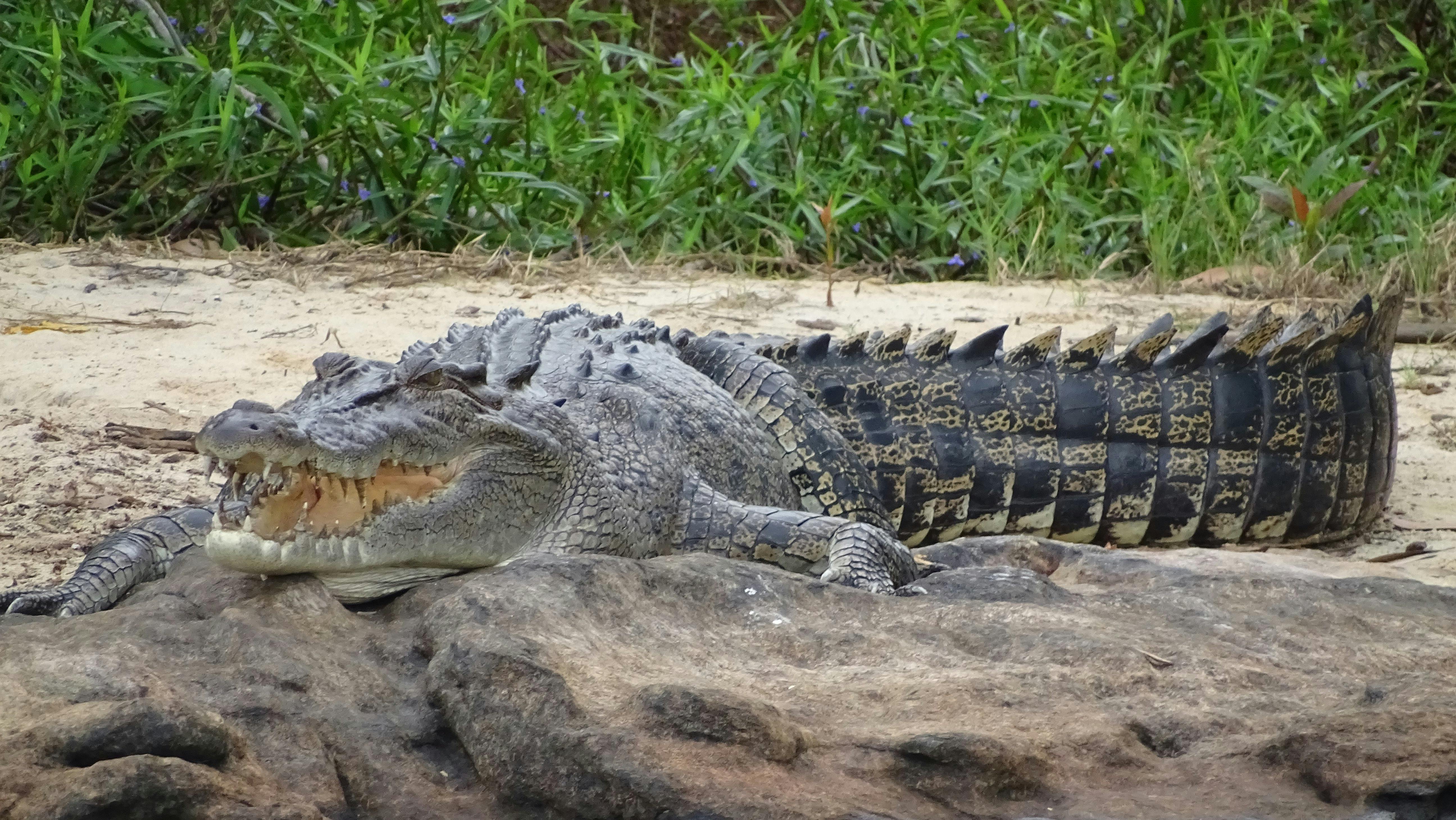 Saltwater Crocodile
