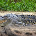 Saltwater Crocodile