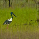 Jabiru Hunting
