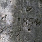 1854 engraved in the tree