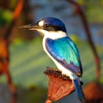 Kingfisher photography tours with Luke Paterson NT Bird Specialists Australian birding tours
