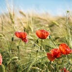 anzac_day_flowers
