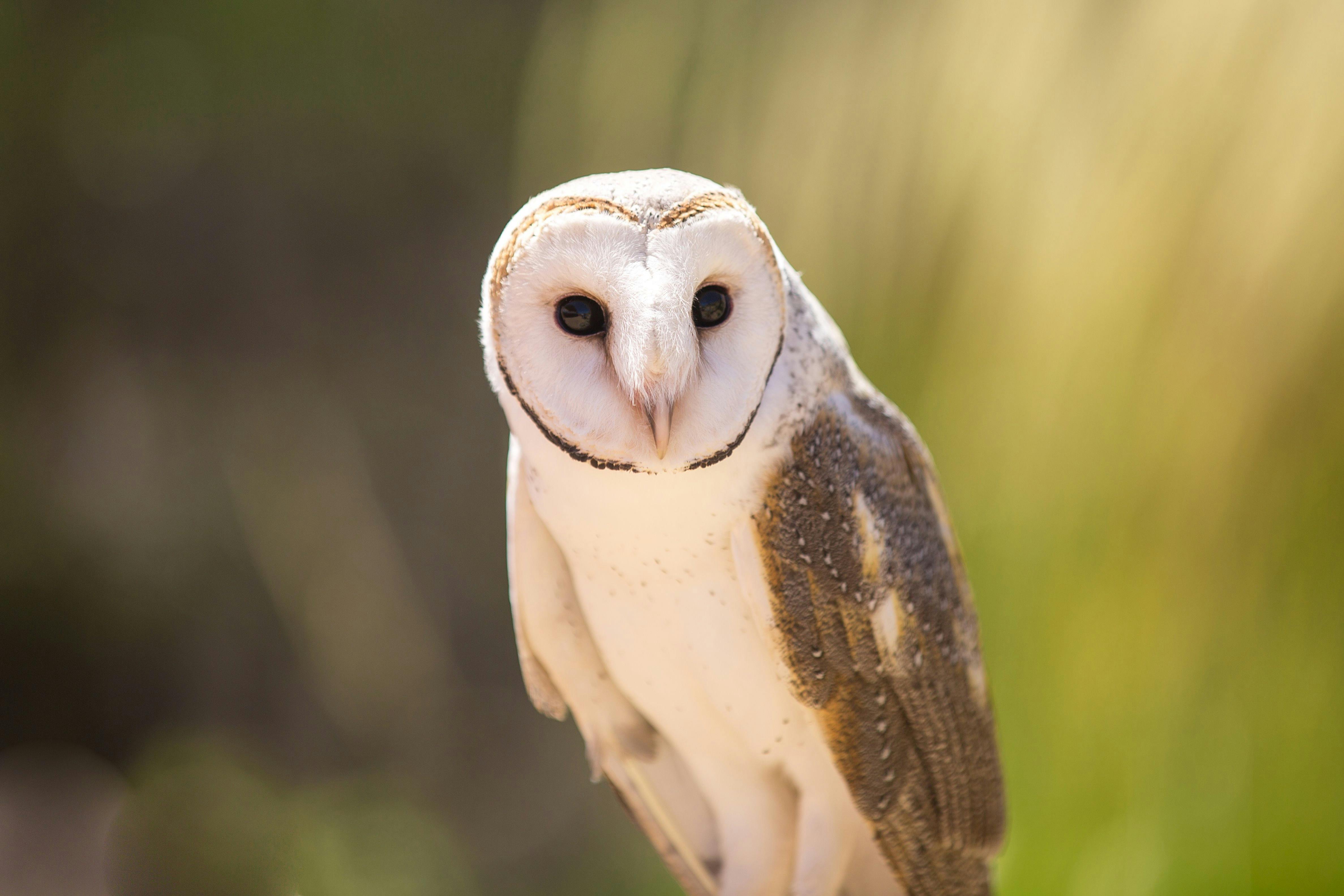 Alice Springs Desert Park
