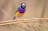 Northern Territory Bird Tours