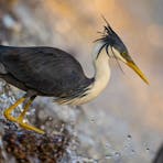 A Pied Heron in a waterfall