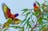 Darwin Bird Tour